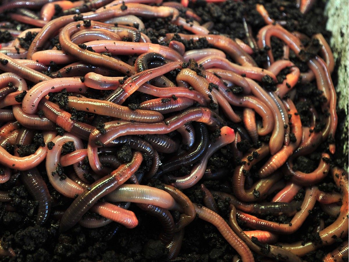 Image showcasing Growing things: Keeping lawn healthy will keep dew worm under control ...