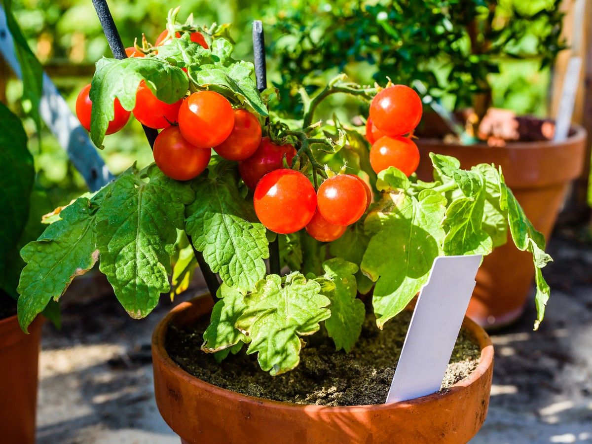 Tomatoes
