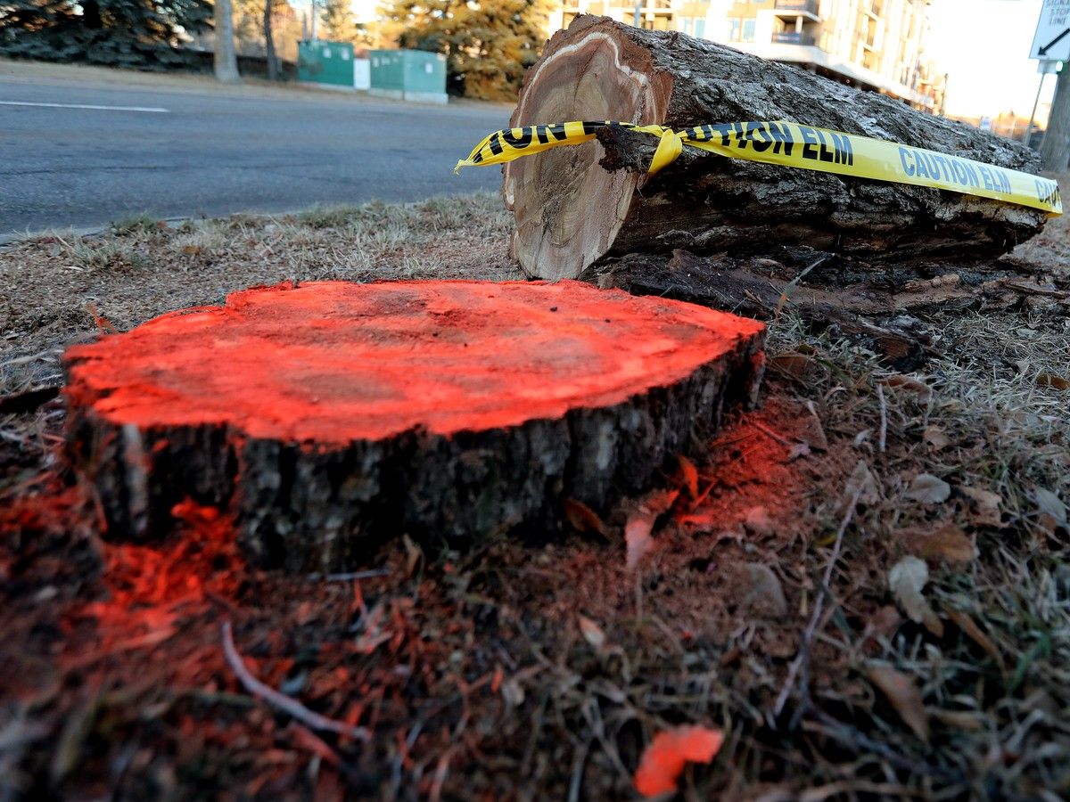 Two new cases of Dutch elm disease confirmed in Northmount and Rossdale