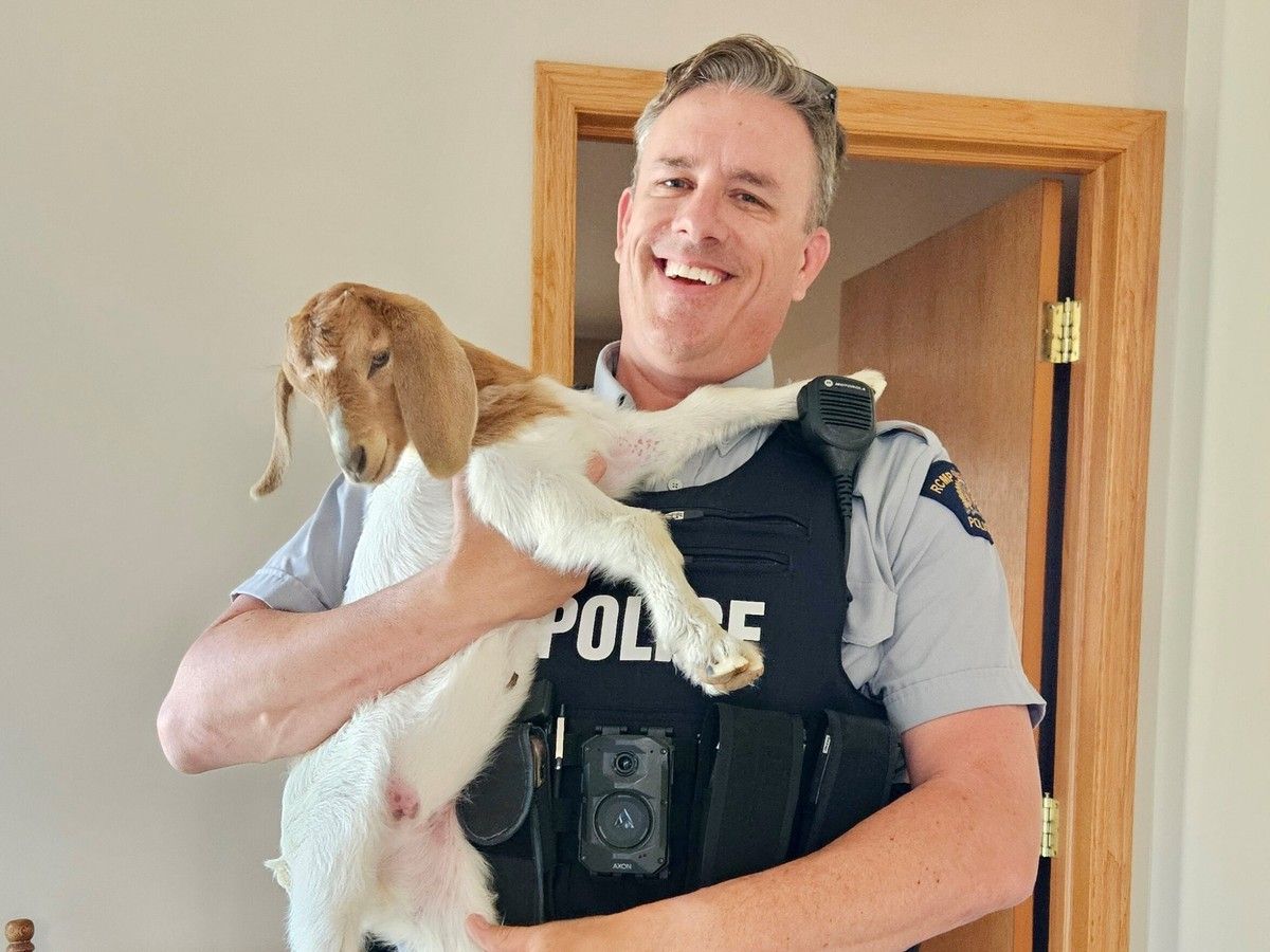 Baby goat returned to owner after being on the lam west of Edmonton Friday