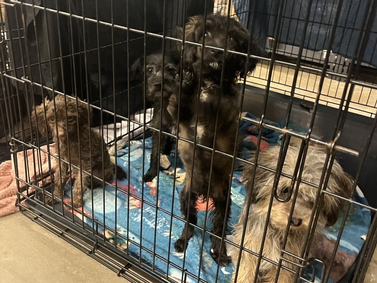 The Regional Municipality of Wood Buffalo (RMWB) Animal Control said that the rescue was “one of the largest” operations they had ever conducted