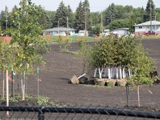 dry pond