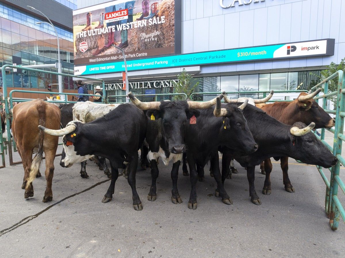 A cattle drive is seen in Downtown Edmonton, to herald the 2024 Canadian Finals Rodeo. The bulls taking part in this year's freestyle bullfighting competition at the Canadian Country Expo will not be harmed, according to event officials.