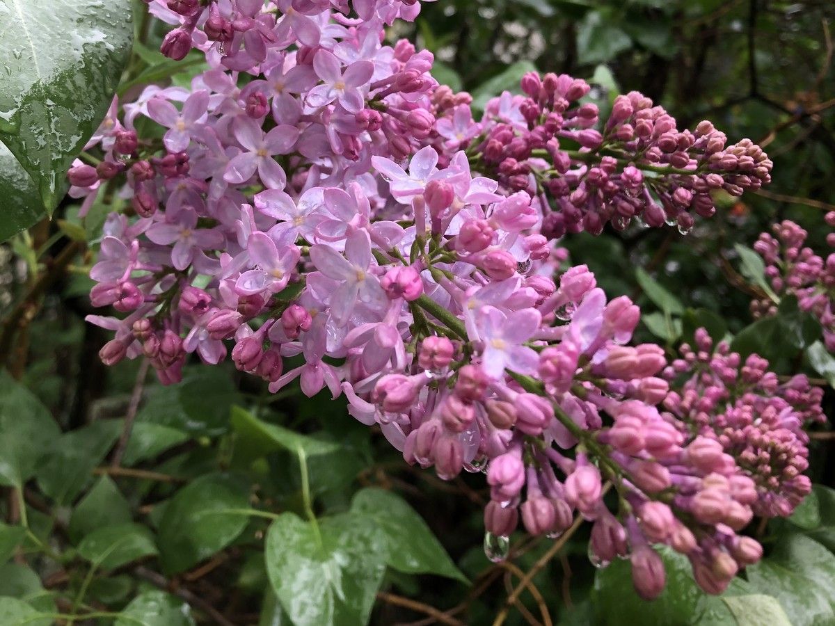 lilacs