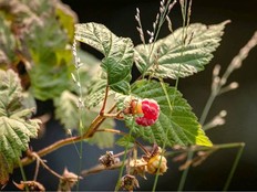 Raspberries