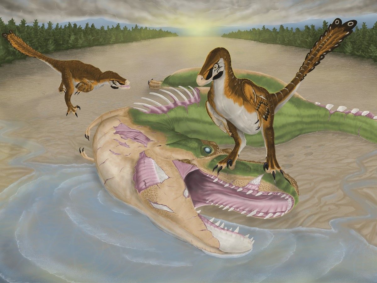 Millions of years ago, a dinosaur dropped dead near Drumheller. Cause of death unknown. Its death was insignificant; until now.