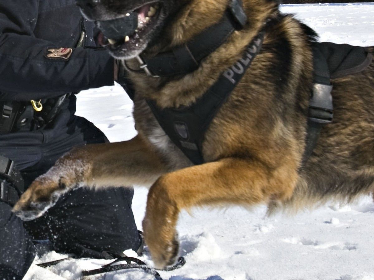 Dog bite injury during Edmonton police arrest under investigation ...