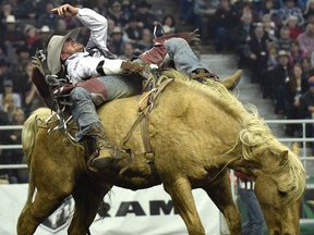 Michael Solberg from Sunnynock, AB, competes in the bareback riding event during the Canadian Finals Rodeo at Northlands Coliseum in Edmonton, Sunday, November 13, 2016. 
Ed Kaiser