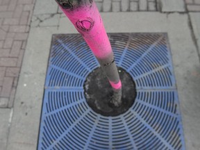 On 124 Street, 40 per cent of street trees died in just three years because their roots have no where to grow. A dash of pink paint indicates the tree has died. Taken on November 28, 2017.