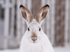 A white-tailed jackrabbit stands near 96 Street and 97 Avenue in Edmonton, Alta., in this March 2012 file photo.