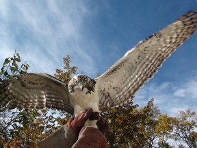 The Alberta Society for Injured Birds of Prey was founded in 1987 to promote the health and welfare of birds of prey.