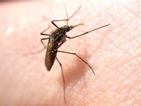 City officials told city councillors Monday they stopped using Dursban but are using a pesticide with the same active ingredient to control mosquitoes.