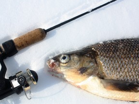 This Alberta lake whitefish fell for a Wetaskiwin Special lure.