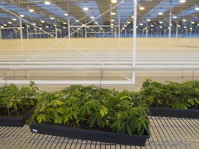 Trays of newly introduced mother plants at the Aurora Sky facility on February 5, 2018 at the Edmonton International Airport.