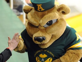 Guba, the University of Alberta Golden Bears mascot.