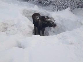 A moose that was buried upside down in a pile of snow last week near Vanderhoof, B.C. and rescued by logging truck driver Wayne Rowley, is shown in a handout photo.