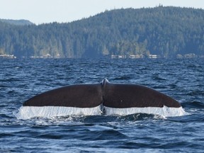 A sperm whale is seen along the Johnstone Strait northeast of Vancouver Island in this undated handout photo.