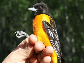 A Baltimore Oriole banded by assistant biologist Sara Pearce Meijerink at the Beaverhill Bird Observatory on May 26, 2017 was found 5,850 kilometres away in Sevillano, Colombia on Oct. 22, 2017. Photo supplied/ Sara Pearce Meijerink