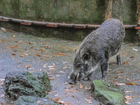 A file photo of a Japanese wild boar