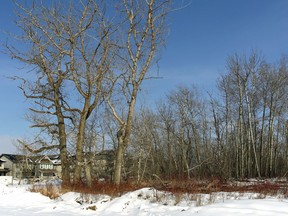 Residents in Charleswood protested a city plan to bulldoze this stand of trees near 50 Street SW and 4 Avenue SW to make space for a fire hall.