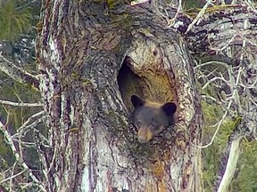 In this webcam image provided by the National Park Service, a black bear seems reluctant to leave a tree hollow it used as a den this winter in Glacier National Park, Mont. (National Park Service via AP)