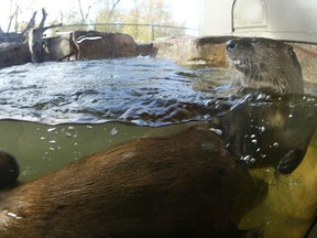 Otter enclosure in the Canadian Wilds section of the Calgary Zoo.