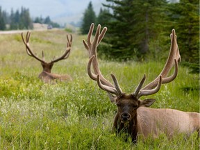 The number of people watching elk in Jasper and visiting other Alberta national parks contributed to increased provincial tourism in 2016.