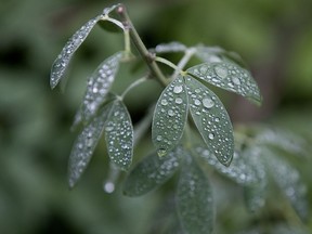 Rain covered leaves at the University of Alberta, in Edmonton Friday Sept. 22, 2017. Photo by David Bloom