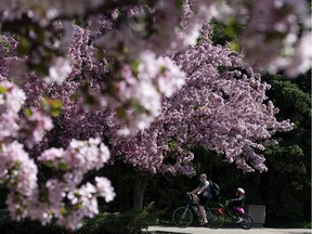 Cyclists make their way past the blossoming trees near 98 Avenue and 95 Street, in Edmonton Friday May 18, 2018.