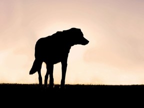 Silhouette of a German Shepherd, Border Collie Mix Breed Dog, standing guard in his yard at sunset.