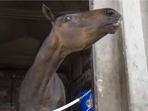 Thoroughbred Blue Dancer is trained by Greg Tracy for an advance on the Journal Handicap race on May 19 at Northlands Park.