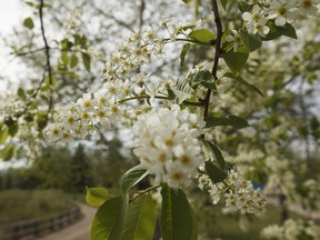 Beautiful blossoms are seen on a warm day at Rundle Park in Edmonton, on Monday, March 14, 2018.