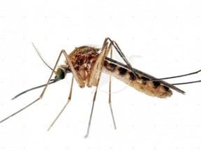 A particularly aggressive type of mosquito that is active in hot weather has emerged in Edmonton this spring.