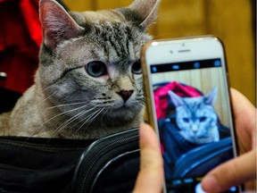 Nala the cat will appear at the fourth Edmonton International Cat Festival on May 26, 2018.