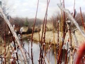 Pussy willows blooming along the North Raven. Neil Waugh/Edmonton Sun