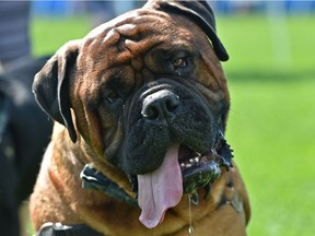 Yogi, a 3-1/2 year old bullmastiff trying to cool down on a hot day during the 26th annual Pets in the Park at Hawrelak Park in Edmonton, June 24, 2018. The event included a walk and fun run to help Edmonton Humane Society (EHS) provide care for the thousands of homeless, sick and neglected pets that come into their shelter each year and is also the one day of the year animals are allowed in the park. Ed Kaiser/Postmedia