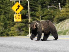 A grizzly bear runs across Highway 93 in Kootenay National Park on June 7, 2014.