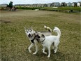 Two dogs play at the newly opened Paisley Dog Park in southwest Edmonton on June 13, 2018.