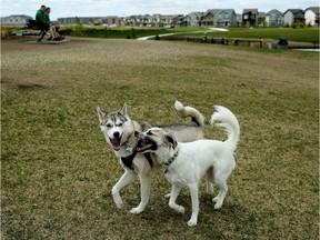 Two dogs play at the newly opened Paisley Dog Park in southwest Edmonton on June 13, 2018.