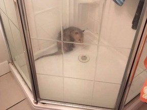 An opossum that was found in the shower at a home in Ladner, B.C. last Wednesday is shown in a handout photo.