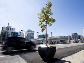 Traffic make its way past a tree set up along Jasper Avenue near 114 Street as part of the Experience Jasper Avenue design demo in Edmonton on Aug. 8, 2017. Stopping streetscaping efforts is just one example of how the city can limit unnecessary spending.