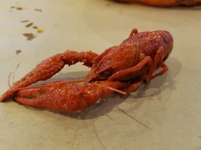 Hello there, Mr. Crayfish! Crayfish from The Captain's Boil at South Edmonton Common. GRAHAM HICKS/EDMONTON SUN