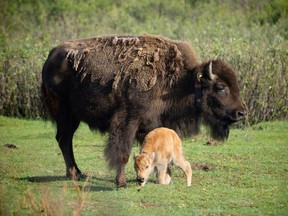 Bison seen in Banff National Park.