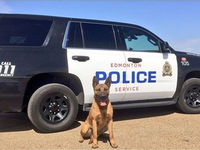 Edmonton police Staff Sergeant Tom Bechthold and his two-year-old canine partner, Hunter, will become the first Human Remains Detection Dog team (HRDD). (Photo Supplied/Edmonton police)