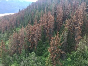 The needles of pine trees infected by the mountain pine beetle turn red before the tree dies, as visible on Whistlers Mountain in Jasper National Park on July 12, 2018.