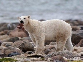 A male polar bear eats a piece of whale meat as it walks along the shore of Hudson Bay near Churchill, Man., on Aug. 23, 2010.