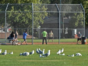 A flock of seagulls, probably enjoying the weather, take in a ball game at Borden Park on July 19.