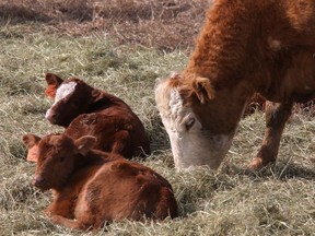 The Calves for Cancer fundraiser is seeking ranchers to donate proceeds from their calves going to market to the Cross Cancer Institute this fall.