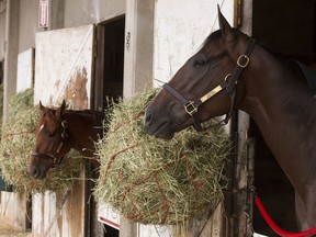 Hyndford, left, and Sky Promise stand in their stables prior to the post position draw for the 89th Canadian Derby at Northlands Par, in Edmonton on Aug. 22, 2018.