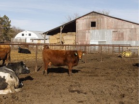 Cattle are seen on the Wedman farm in Leduc County, Alta., on Tuesday March 29, 2016. The farm has been in his family since the 19th century and is included in an annexation plan by the City of Edmonton.